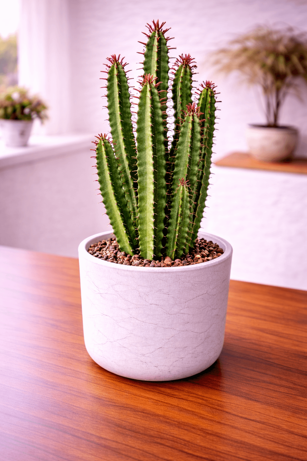 African milk tree euphorbia trigona with upright green stems