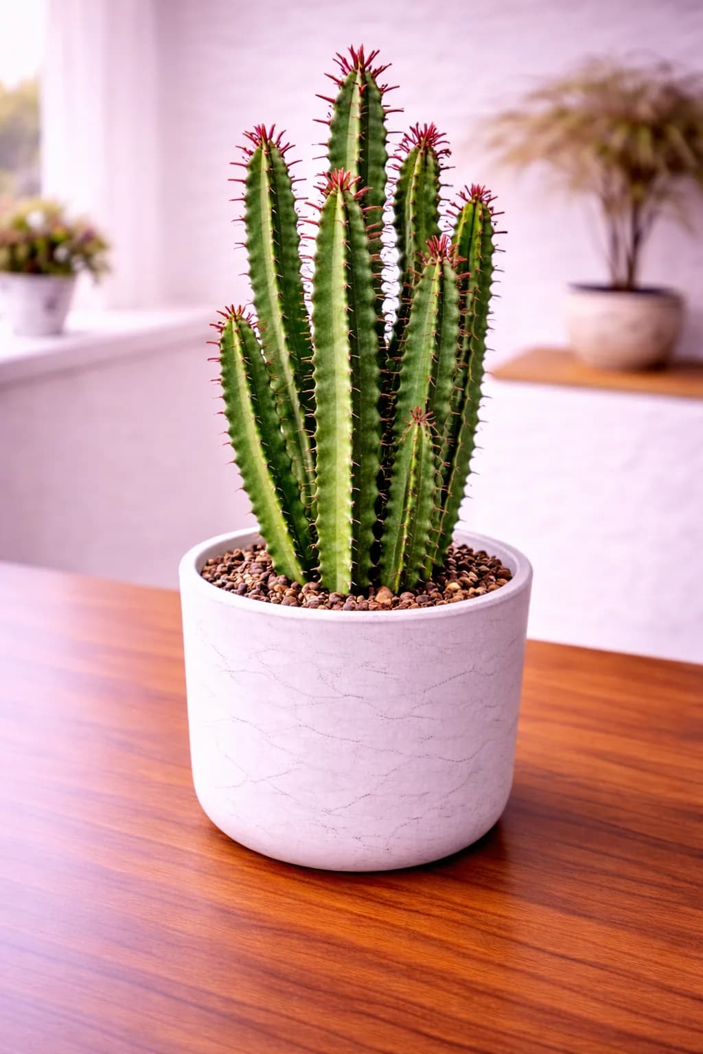African milk tree euphorbia trigona with upright green stems