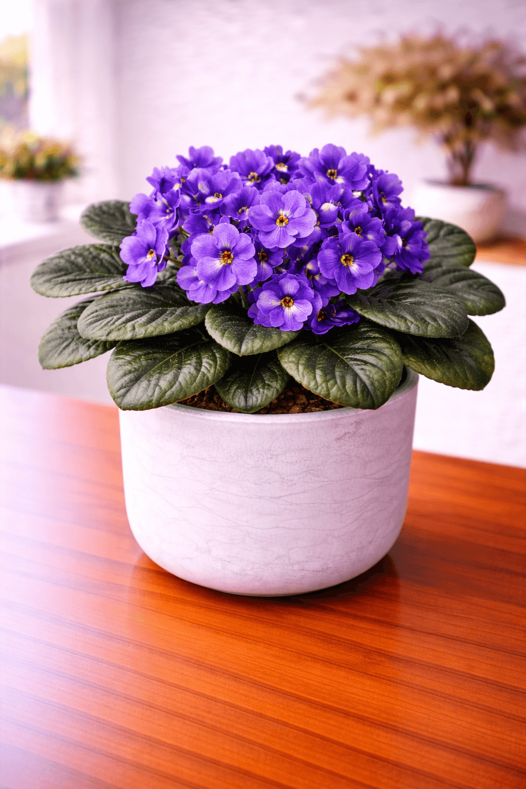 African violet with purple blooms
