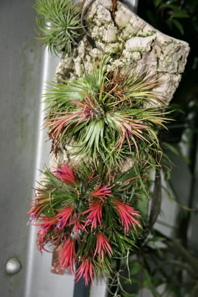 Clusters of Tillandsia ionantha mounted on bark, with green and red leaves