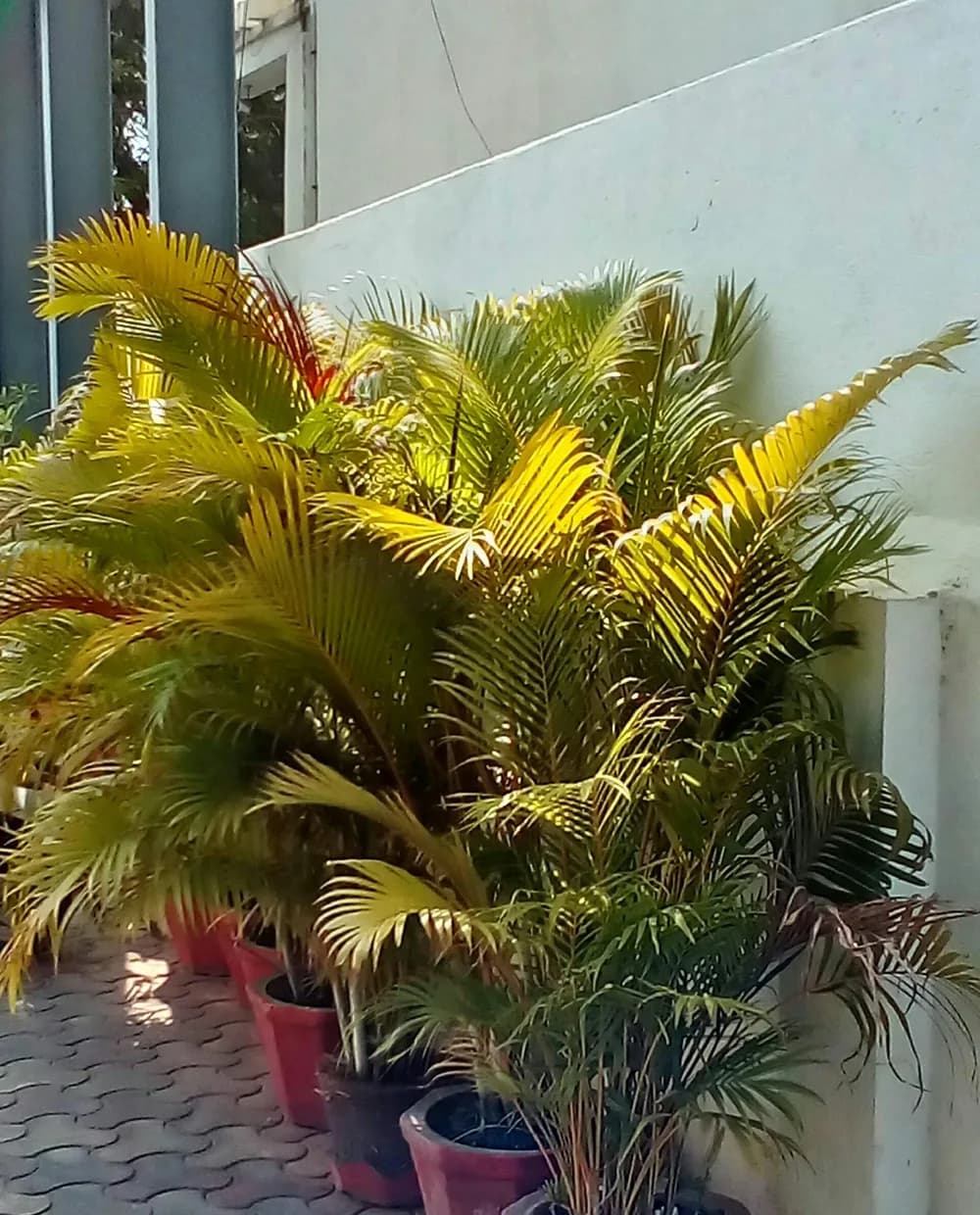 Photographed potted Dypsis lutescens areca palms with arching fronds outdoors