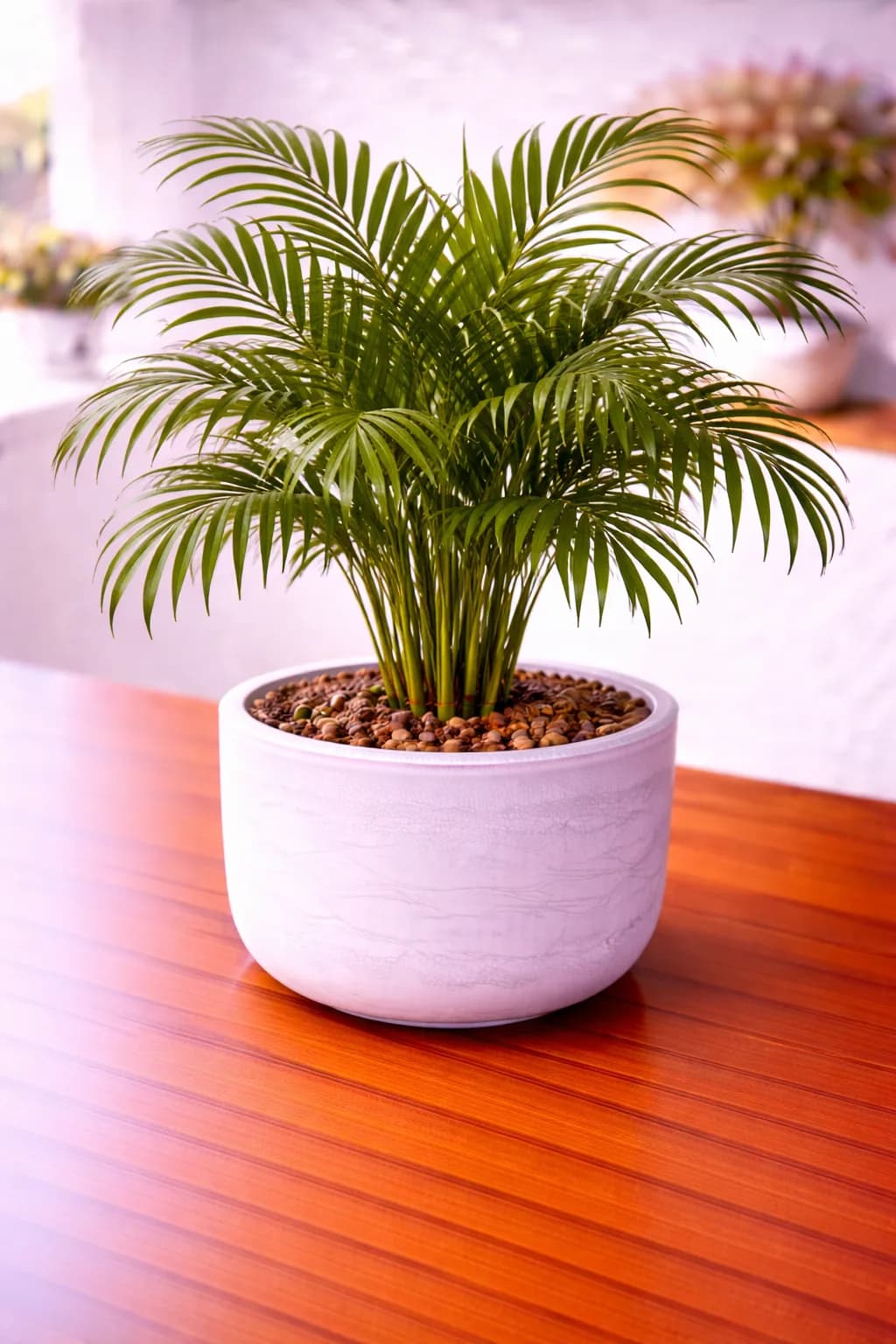 Areca palm with golden-green arching fronds