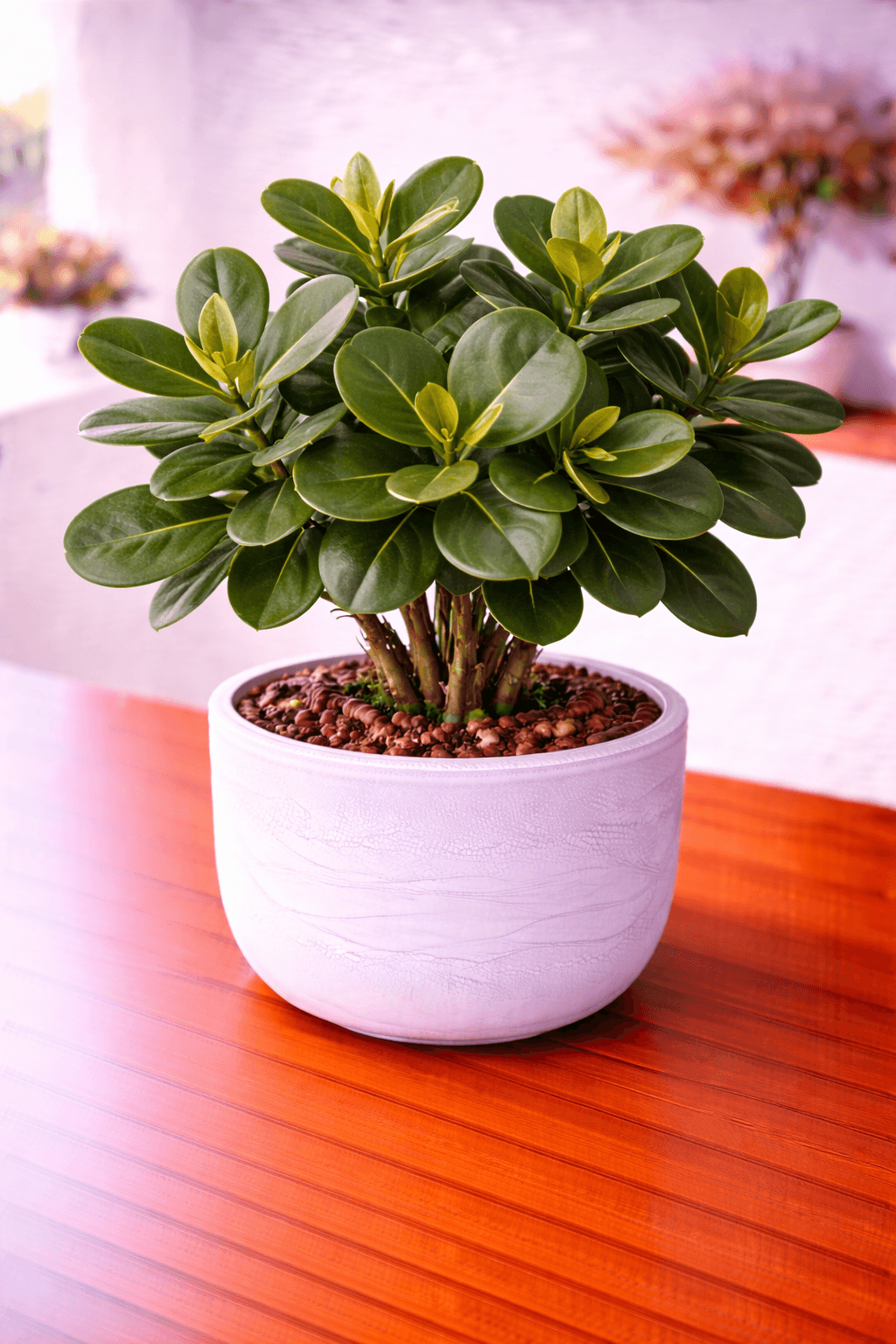 Autograph tree with thick glossy leaves