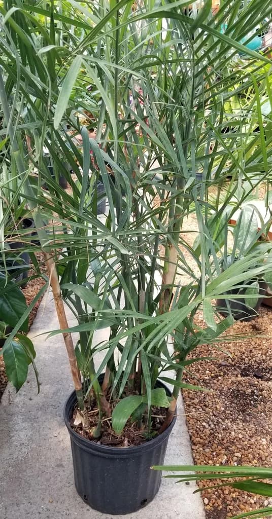 Photographed Chamaedorea seifrizii bamboo palm with clustered cane-like stems and pinnate fronds