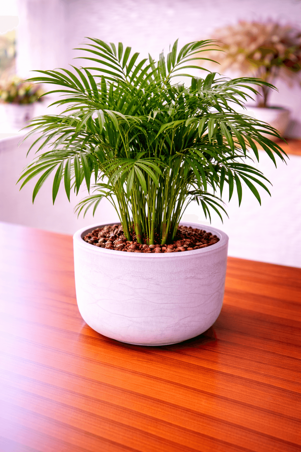 Bamboo palm with clustered reed-like stems