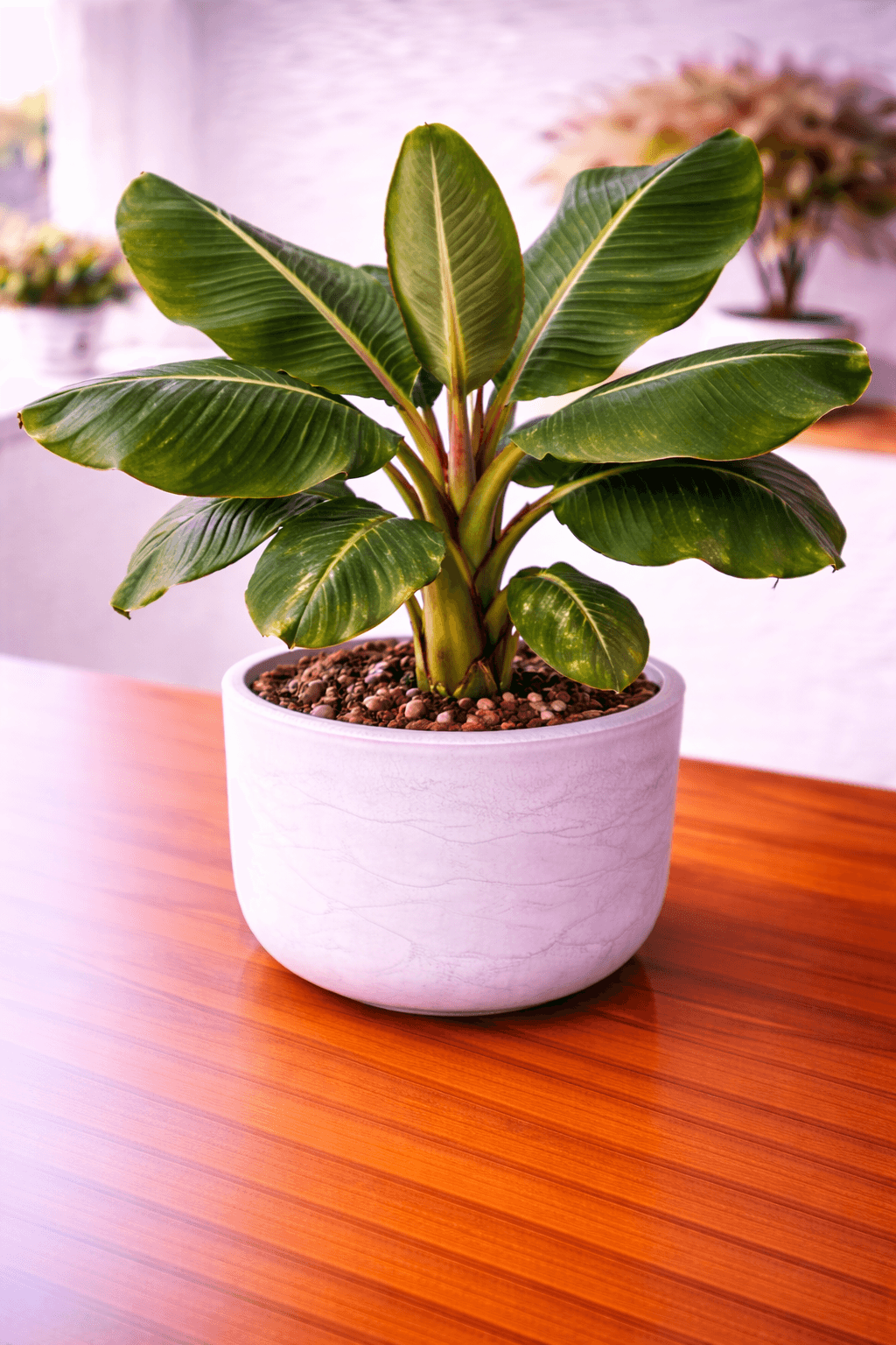 Banana plant with large tropical leaves