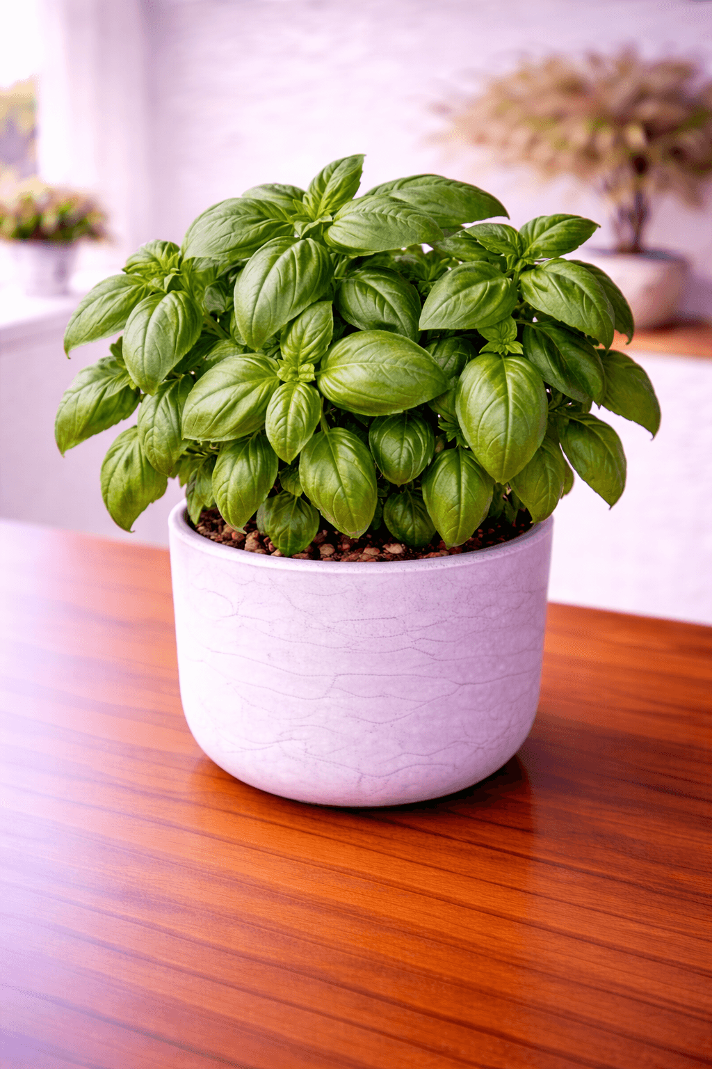 Fresh basil plant with green aromatic leaves