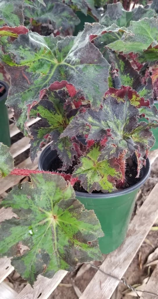 A potted rex-type begonia with patterned leaves
