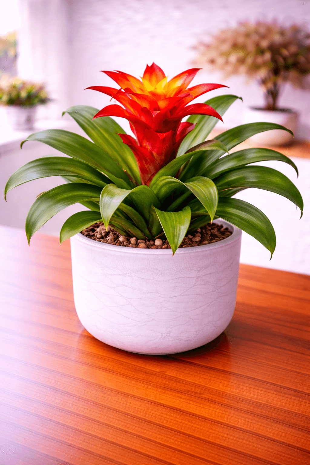 Colorful bromeliad with vibrant rosette