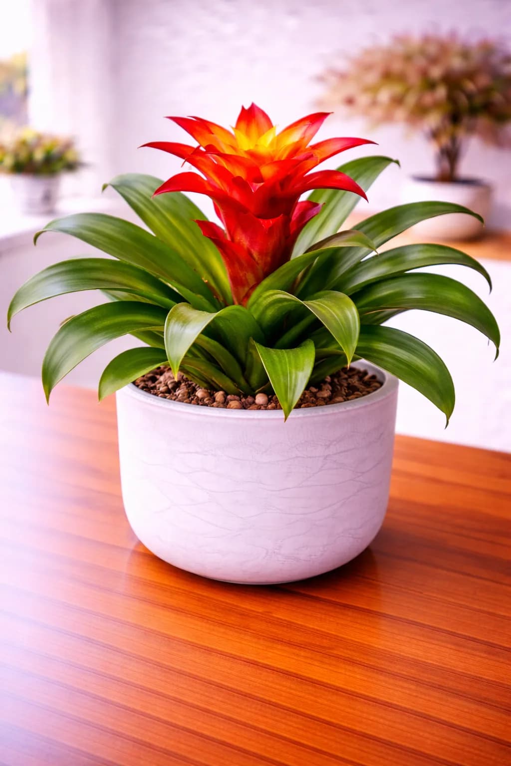 Colorful bromeliad with vibrant rosette