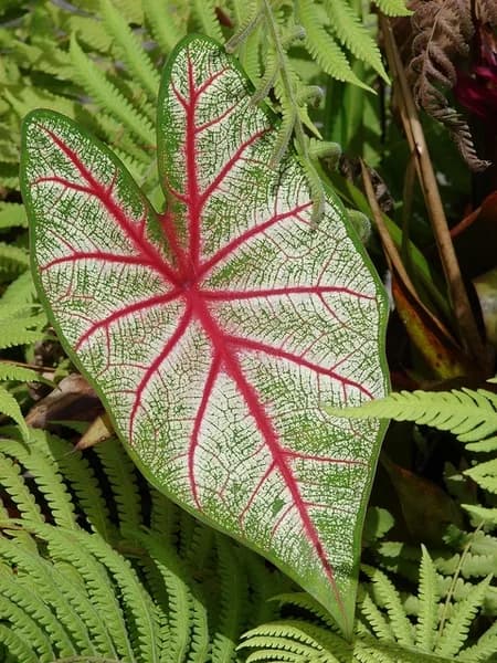 Caladium bicolor leaf with white centre and red veins outdoors