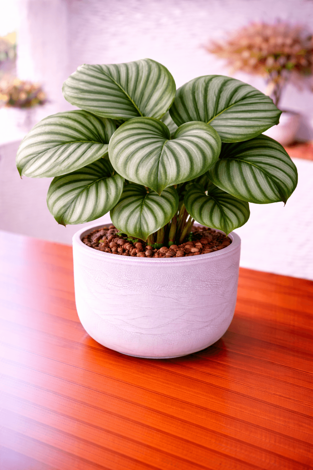 Calathea orbifolia with large silver-striped round leaves