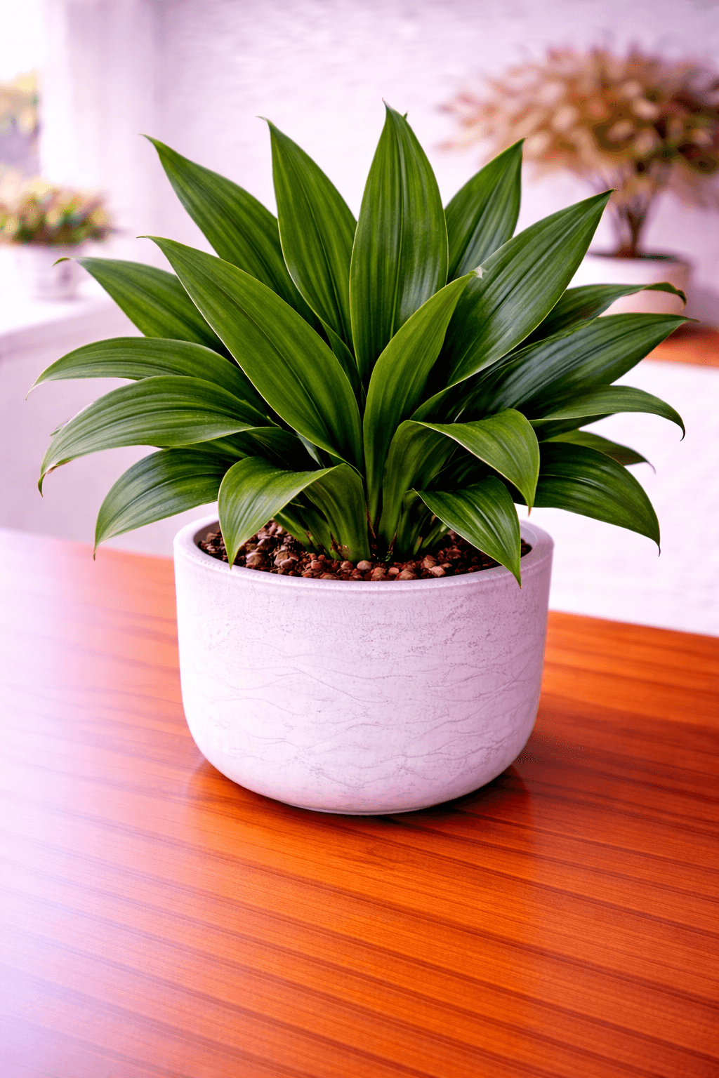 Cast iron plant with dark green glossy leaves