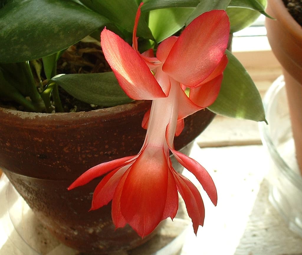 Pink and coral flower on a potted Christmas cactus