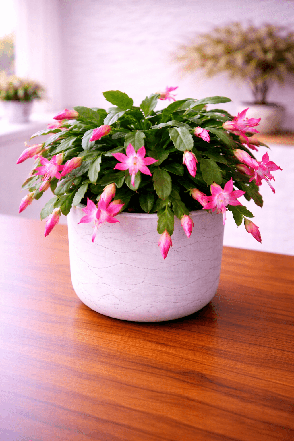 Christmas cactus with colorful blooms
