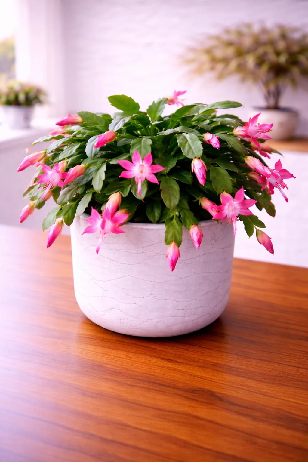 Christmas cactus with colorful blooms