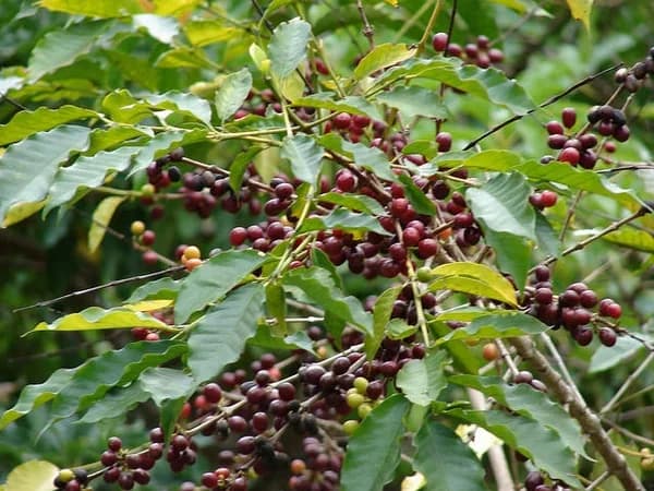 Outdoor Coffea arabica branches with glossy leaves and ripe fruit