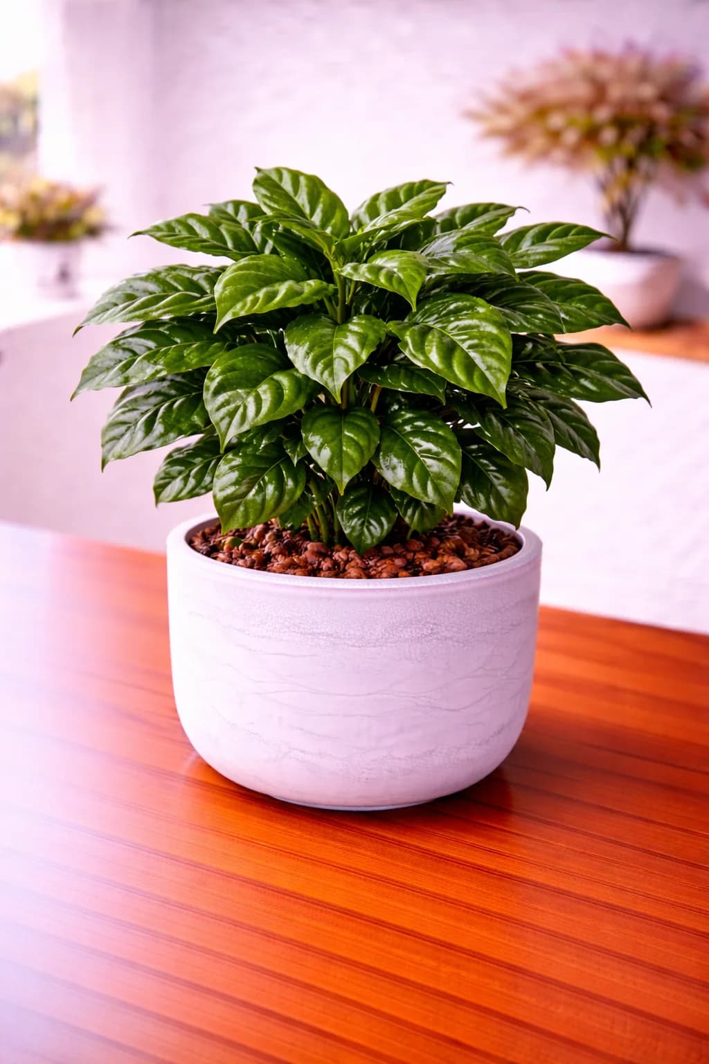 Coffee plant with glossy dark green leaves