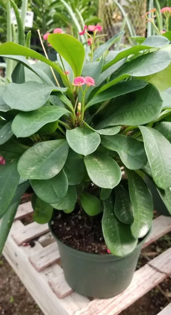 Potted Euphorbia milii with pink bracts and prickly stems