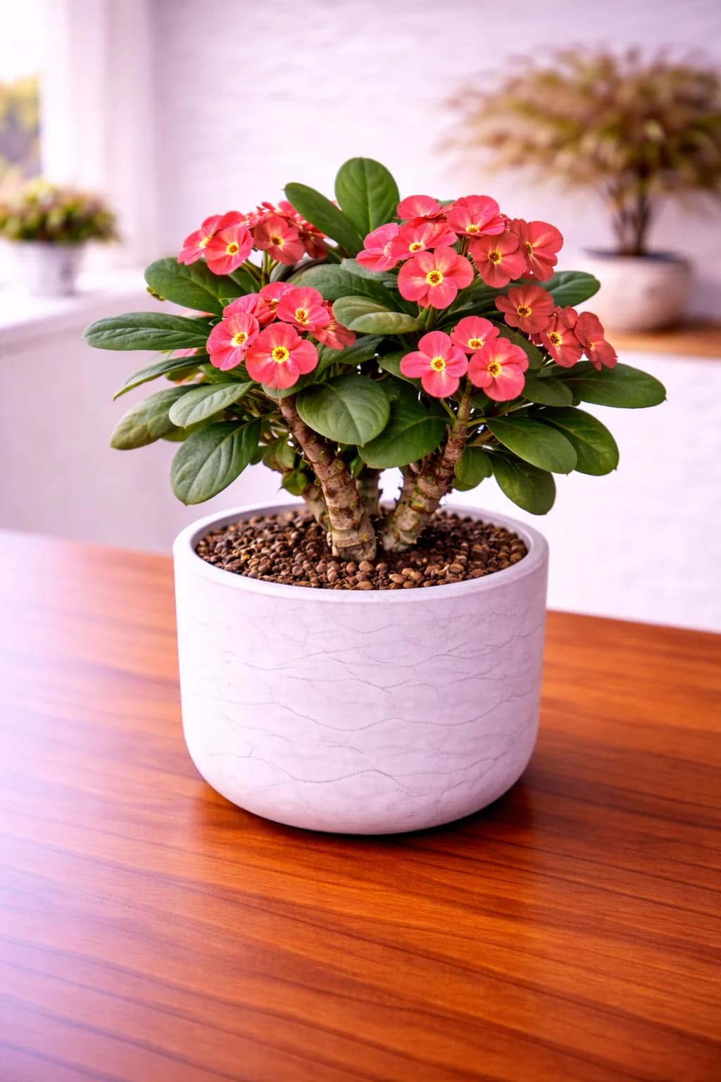 Crown of thorns succulent with small colorful flowers