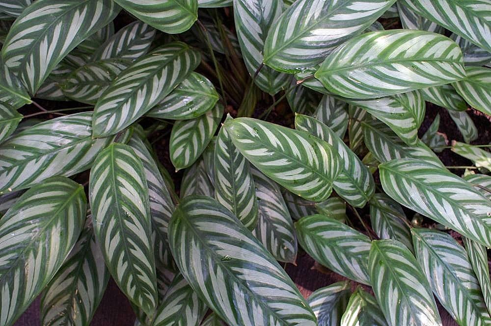 Ctenanthe oppenheimiana leaves with silver bands and green markings