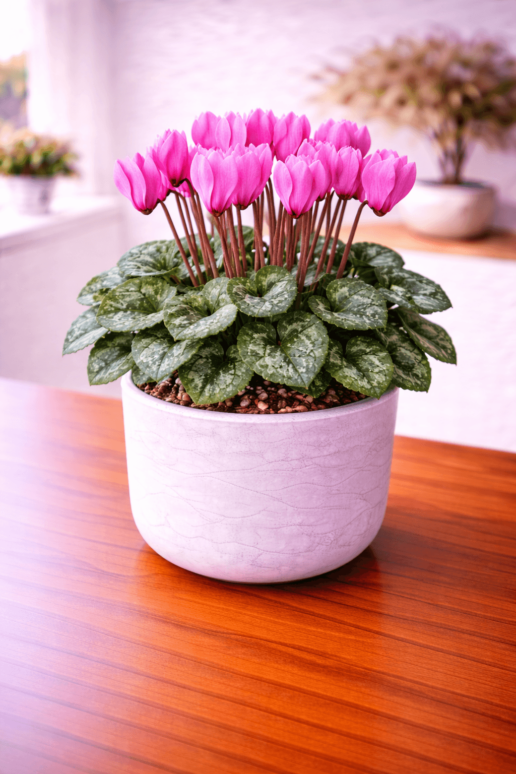 Cyclamen with colorful upswept blooms