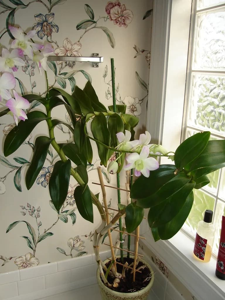 A potted flowering Dendrobium orchid