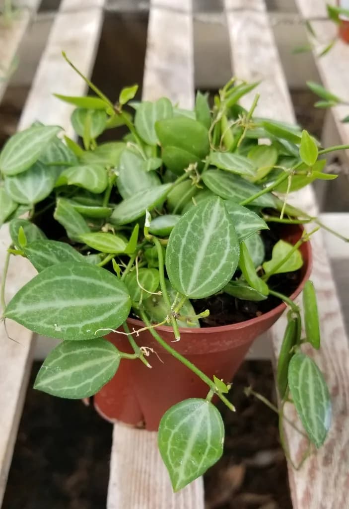 Watermelon Dischidia ovata trailing from a pot