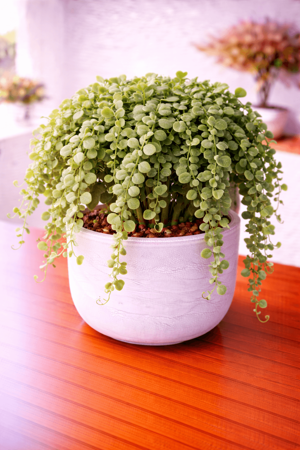 Dischidia epiphyte with small coin-shaped leaves