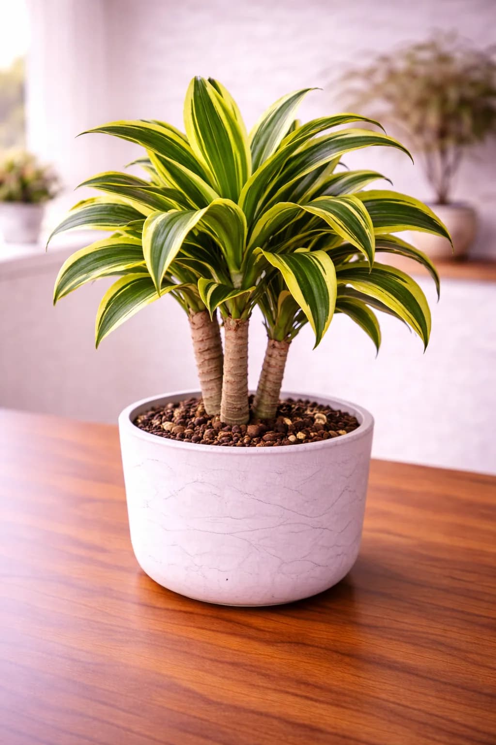 Dracaena plant with variegated green and yellow leaves in a grey pot