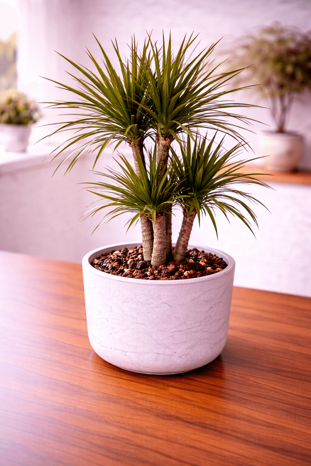 Dragon tree dracaena marginata with spiky red-edged leaves