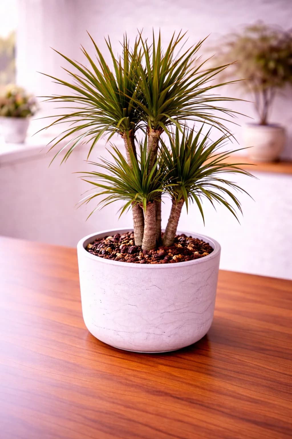 Dragon tree dracaena marginata with spiky red-edged leaves