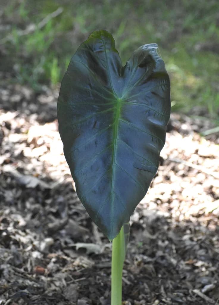 Dark-leaved Colocasia esculenta leaf outdoors