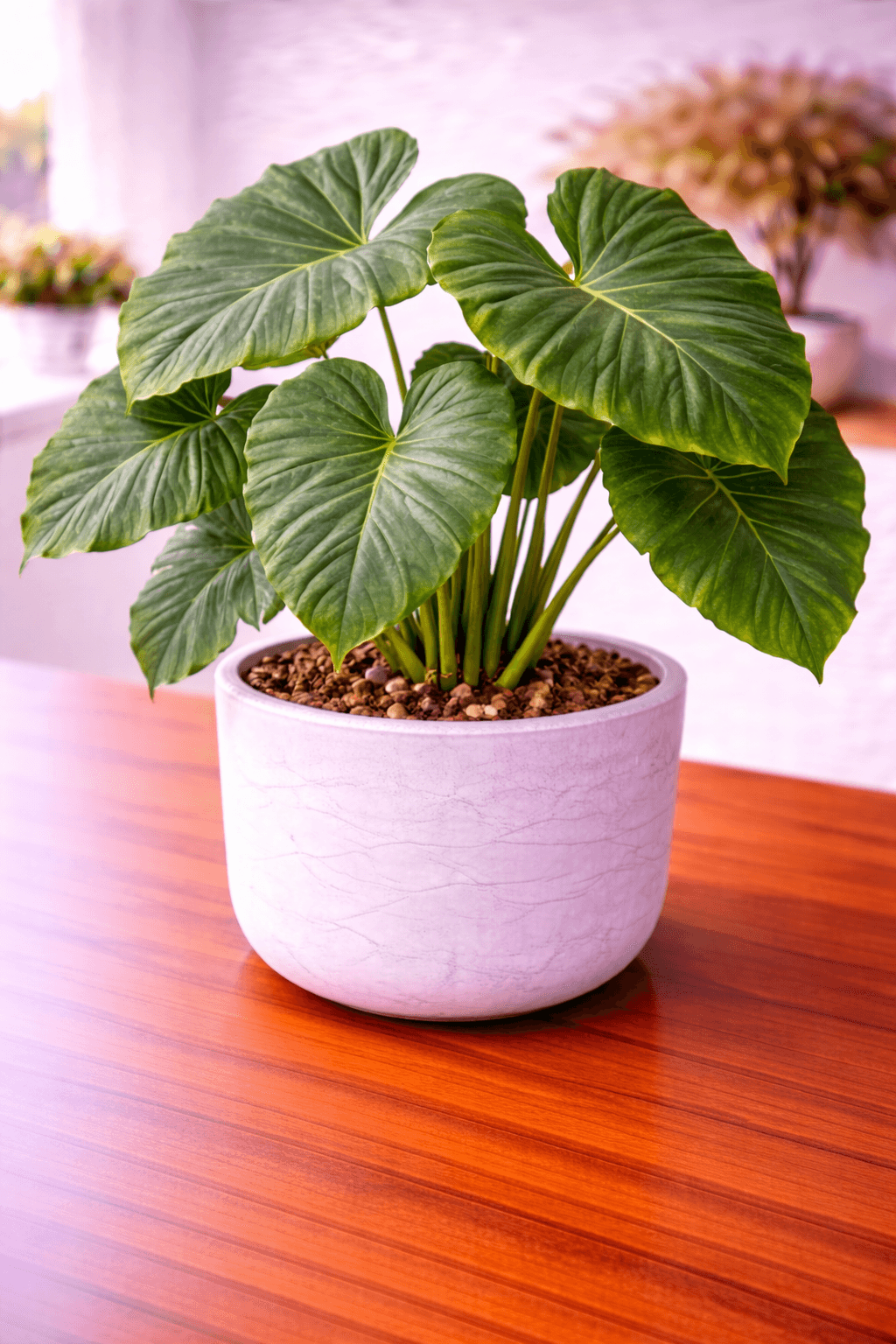 Elephant ear plant with massive tropical leaves