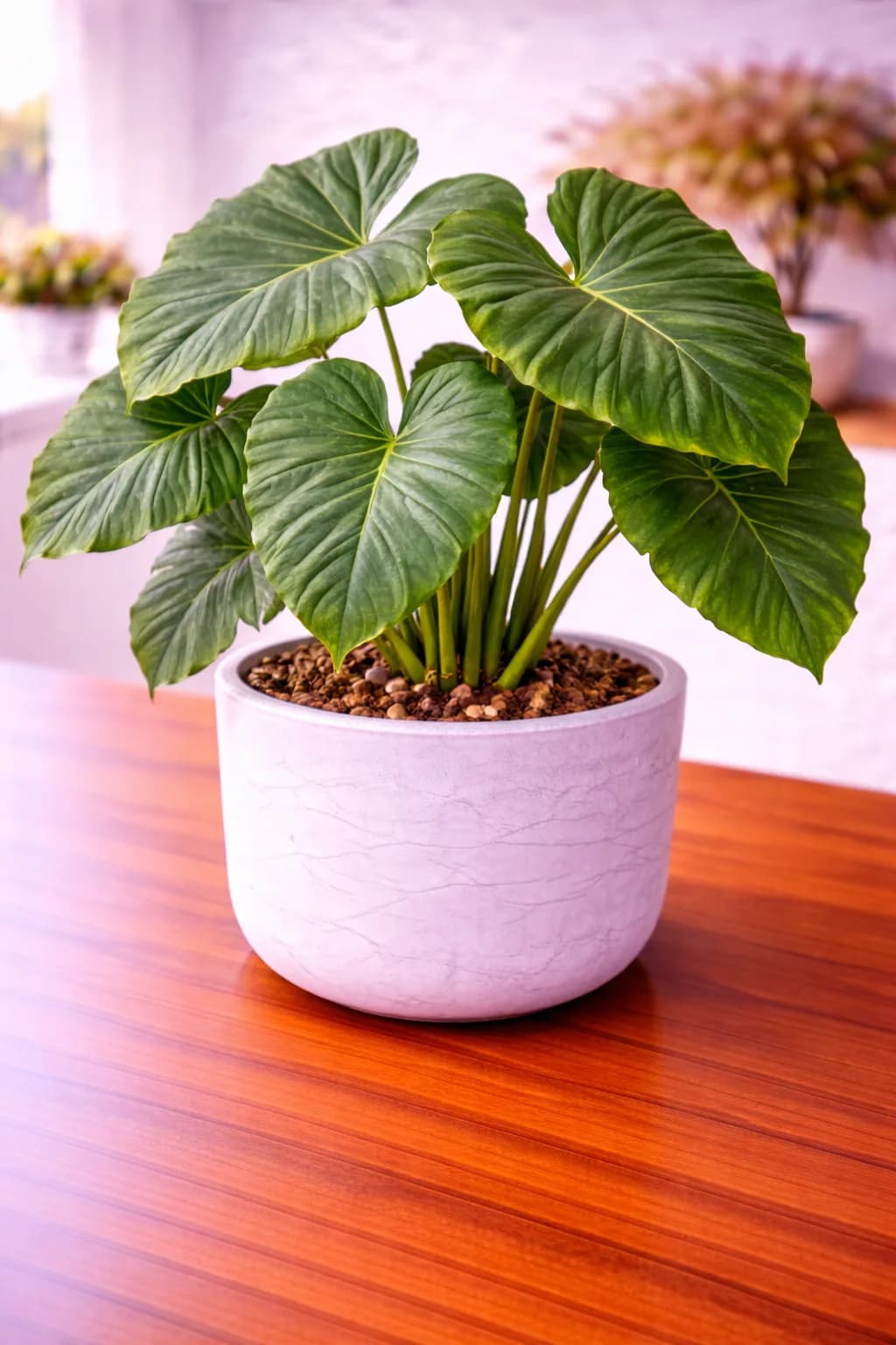 Elephant ear plant with massive tropical leaves