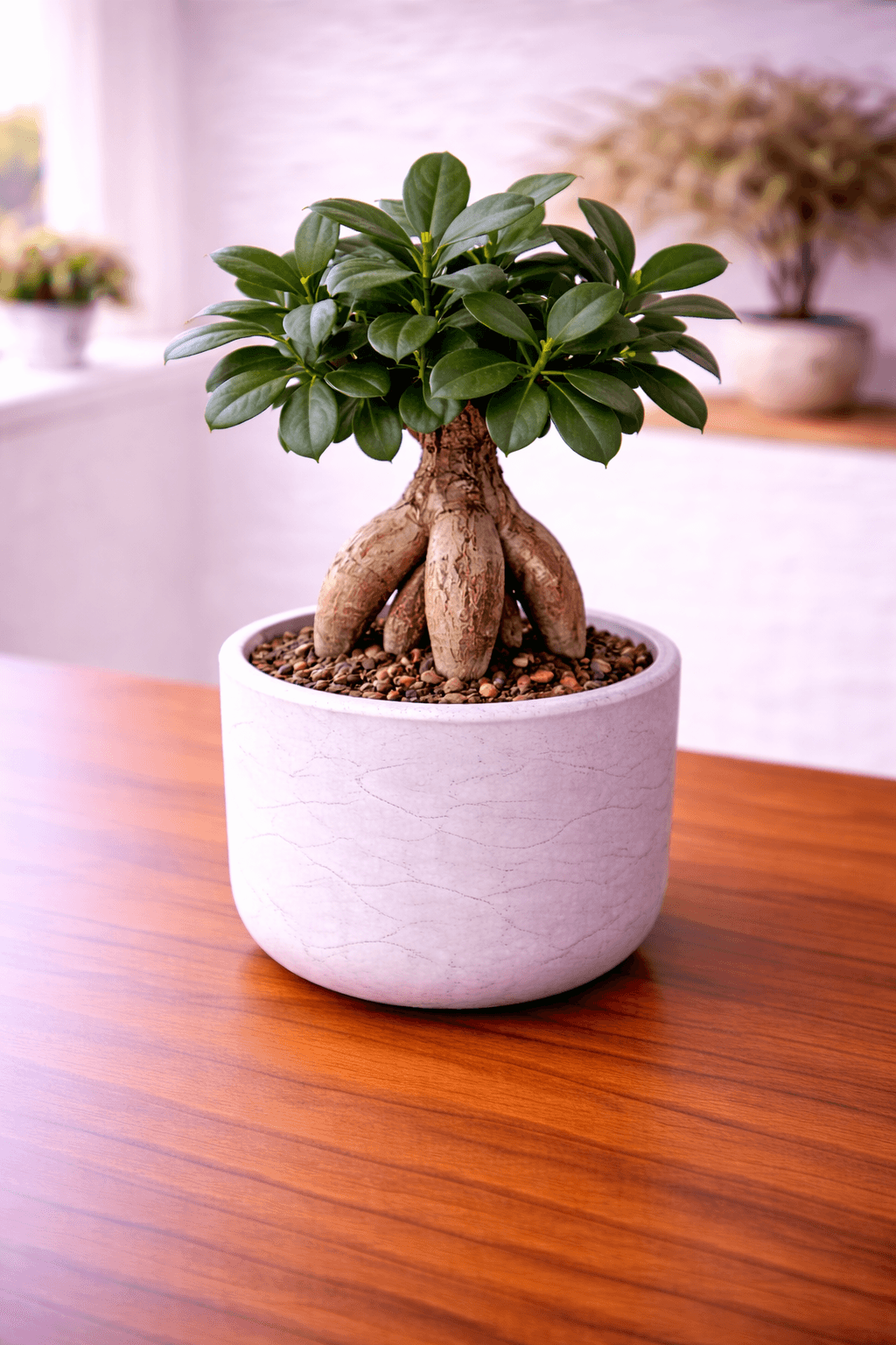 Ficus ginseng bonsai with thick aerial roots
