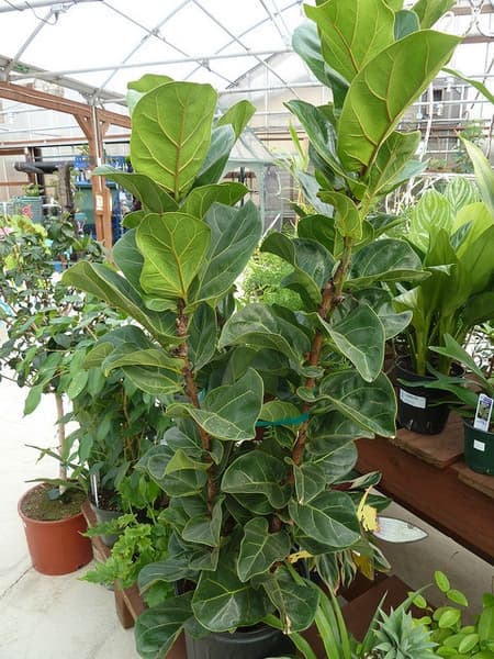Several potted fiddle leaf figs with large violin-shaped leaves
