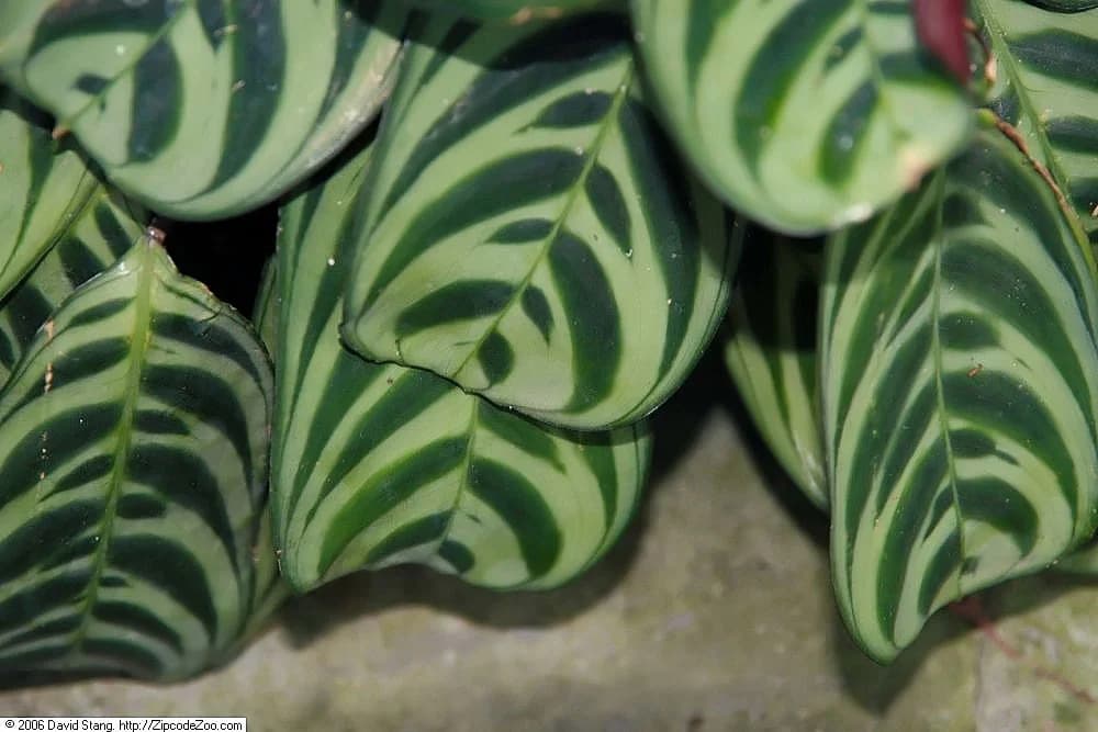 Pale green Ctenanthe burle-marxii leaves with dark fishbone markings