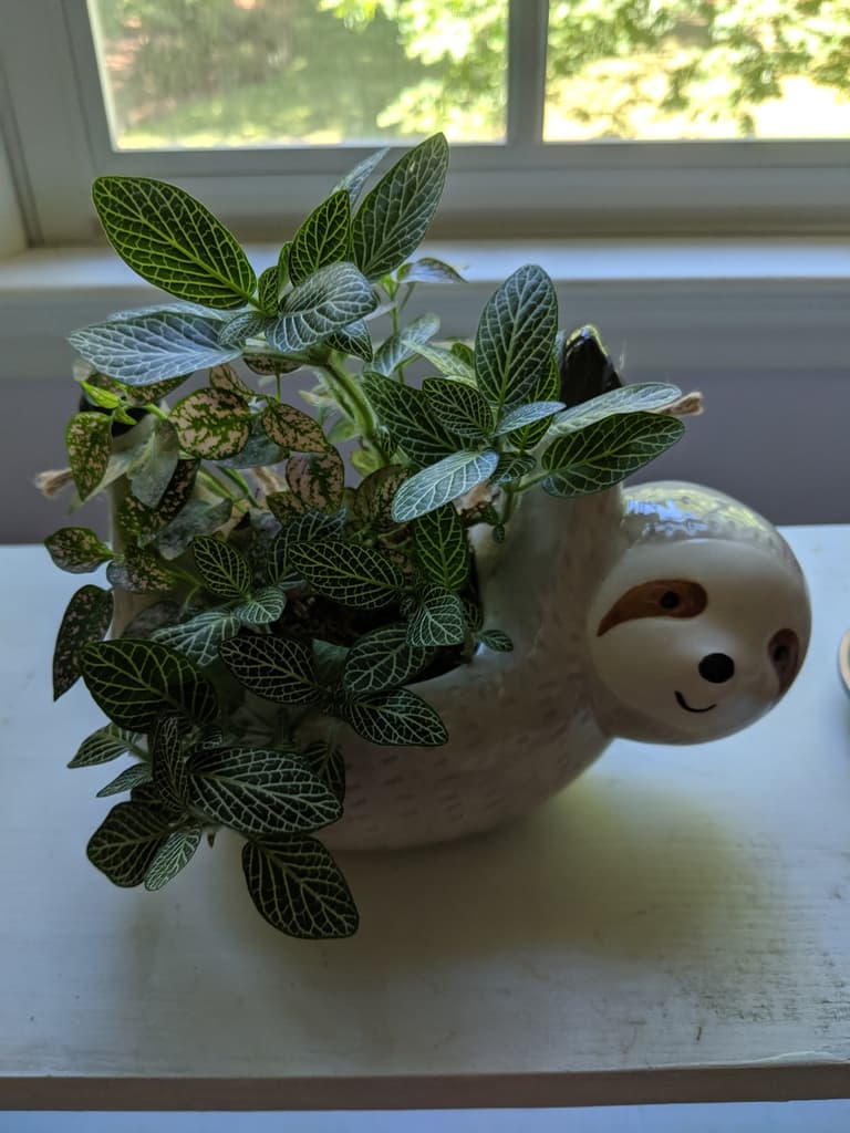 Fittonia albivenis with white-veined leaves in a mixed indoor display