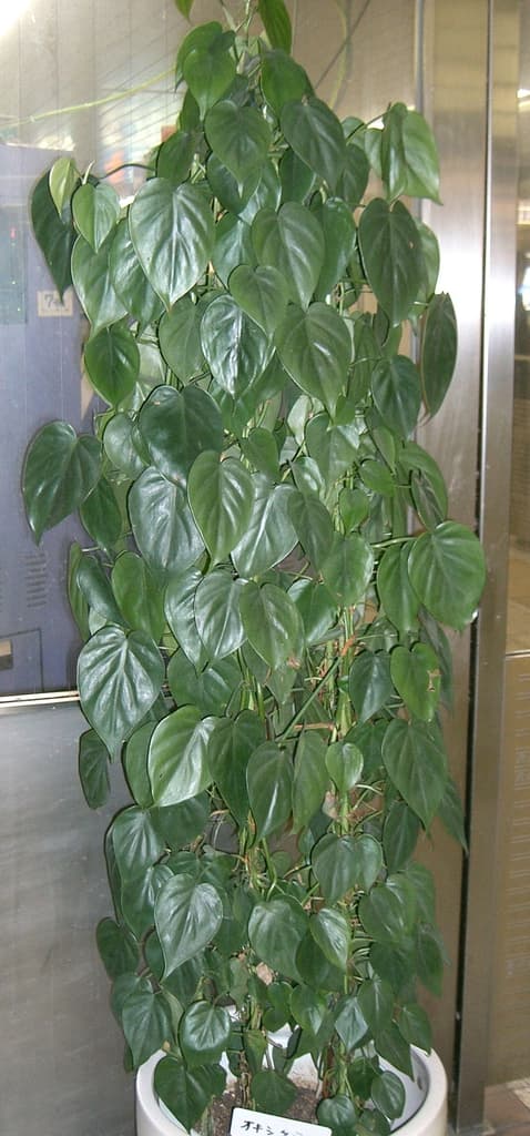 Heartleaf philodendron with glossy green trailing foliage