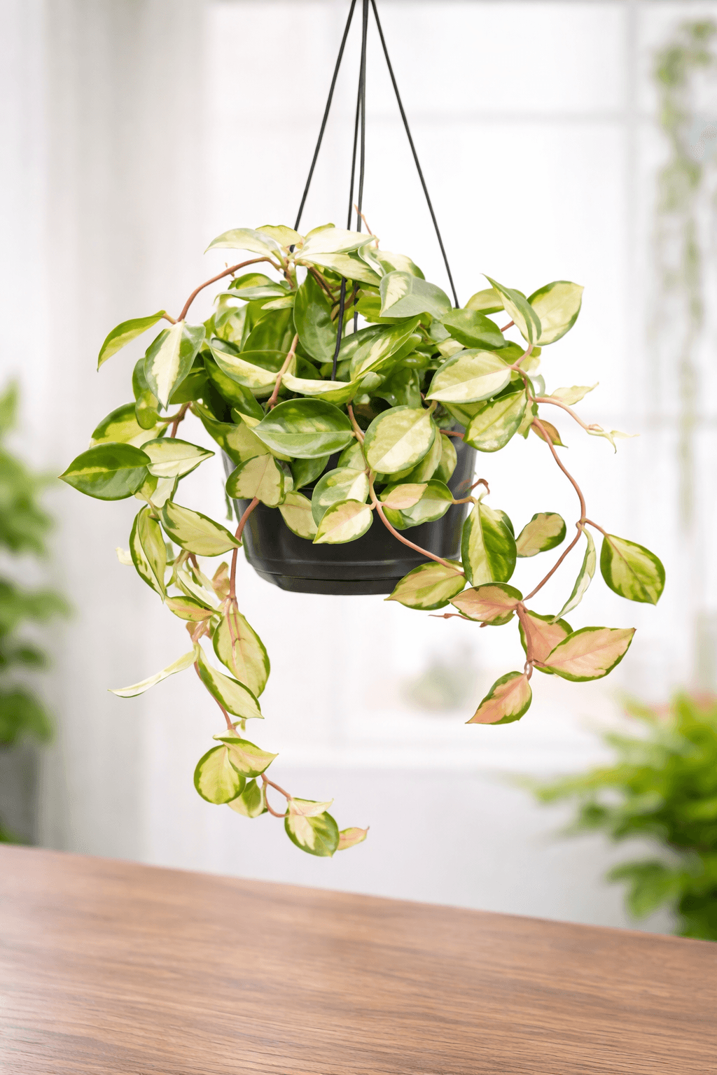 Hoya carnosa with waxy green leaves in a bright setting