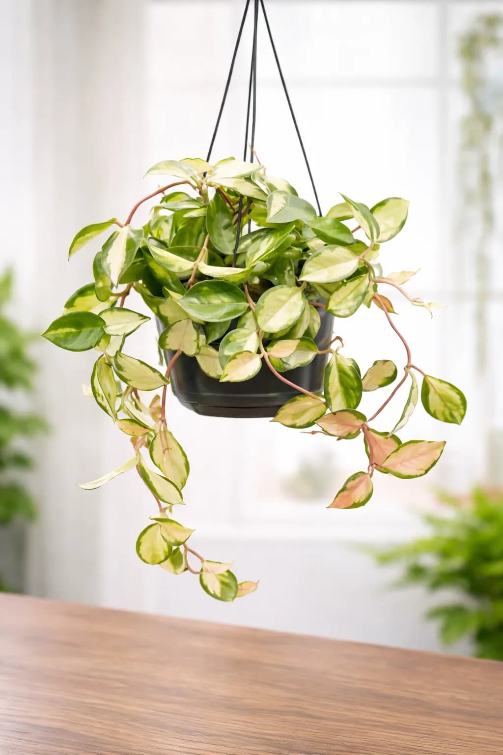 Hoya carnosa with waxy green leaves in a bright setting