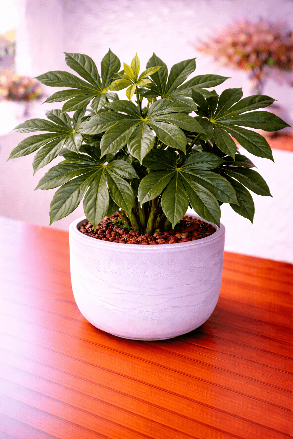 Japanese aralia with large palmate leaves