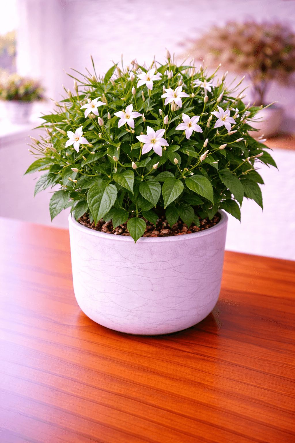 Jasmine plant with fragrant white blooms