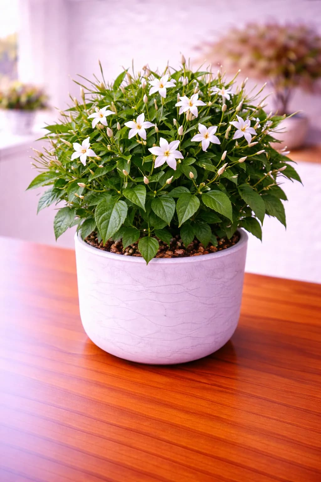 Jasmine plant with fragrant white blooms