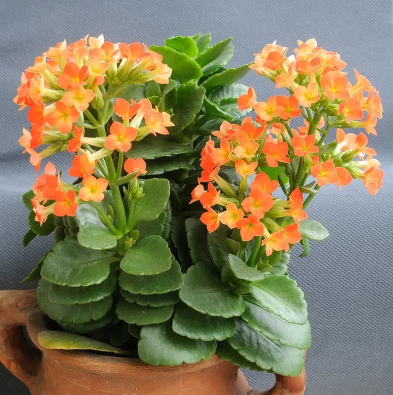 Potted Kalanchoe blossfeldiana with orange flower clusters