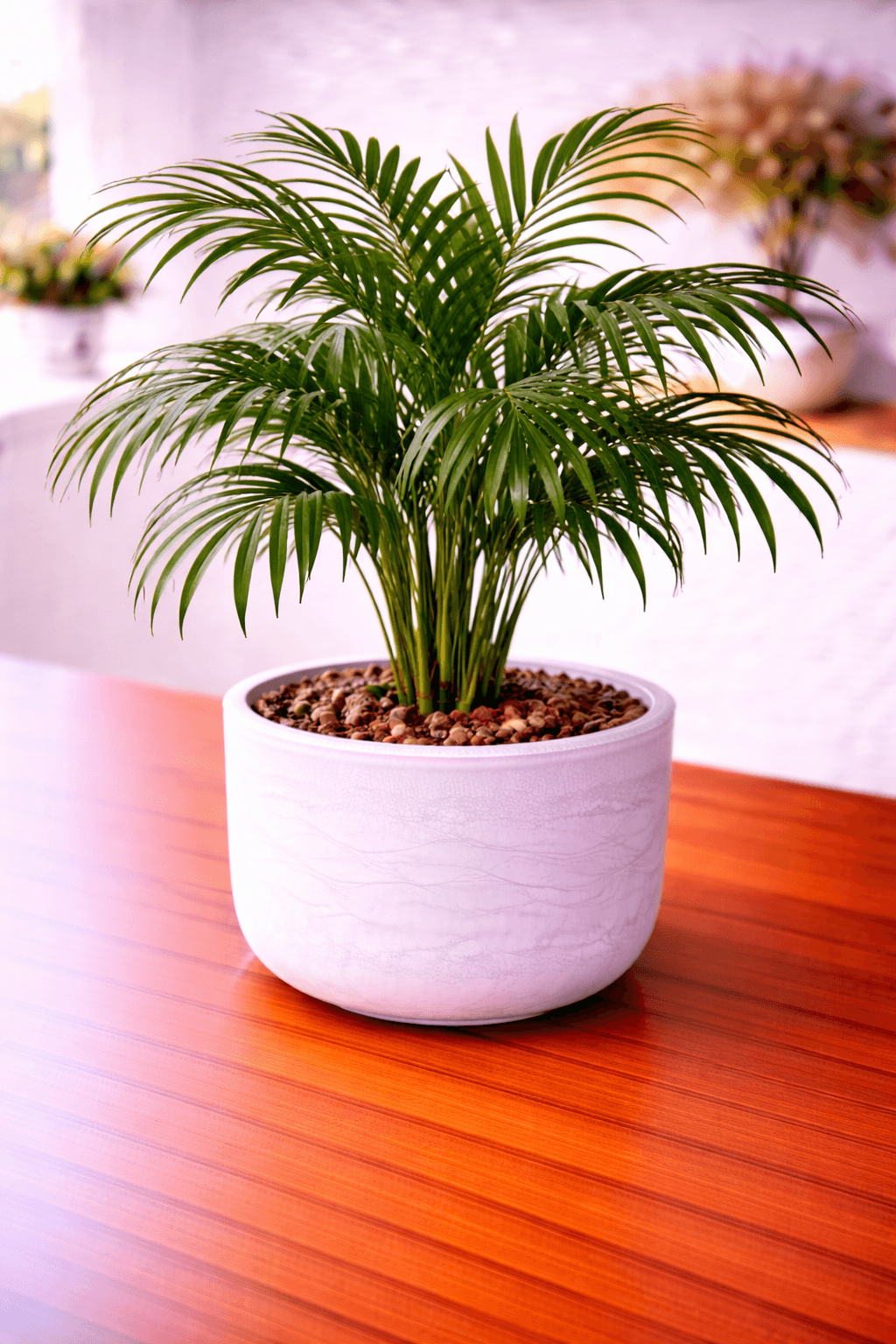 Kentia palm with elegant arching fronds