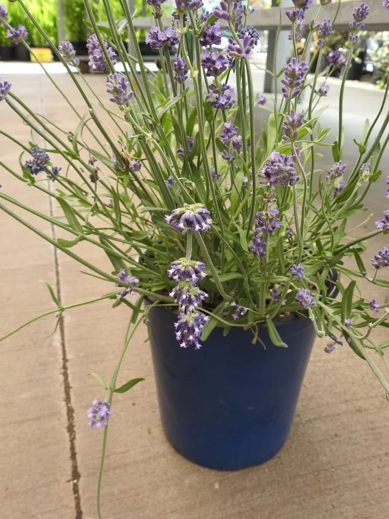 Potted English lavender Lavandula angustifolia in flower outdoors