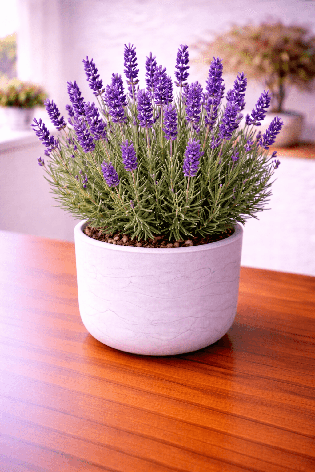 Lavender plant with fragrant purple flower spikes
