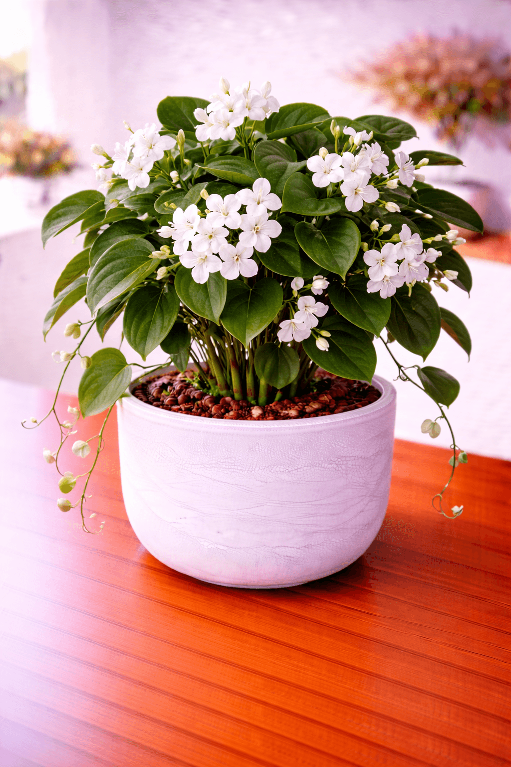 Madagascar jasmine with fragrant white flowers